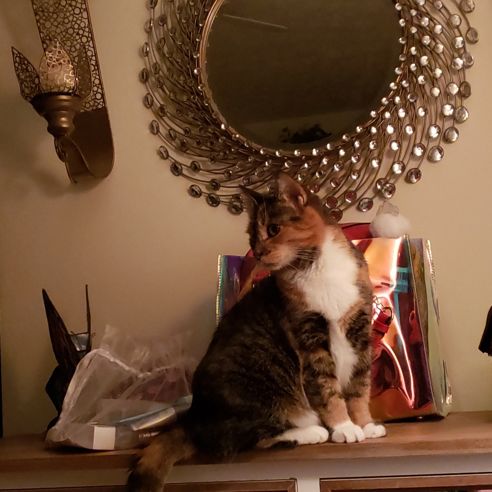 RESCUE KENTUCKY - Picture 7 of 17